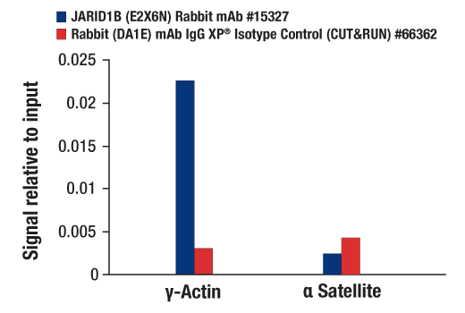 CUT & RUN Image 3: JARID1B (E2X6N) Rabbit mAb