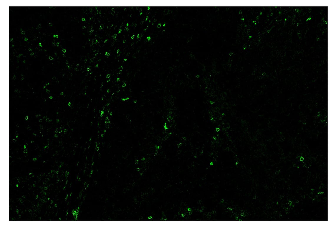 Immunohistochemistry Image 2: ICOS (D1K2T<sup>™</sup>) & CO-0027-750 SignalStar<sup>™</sup> Oligo-Antibody Pair