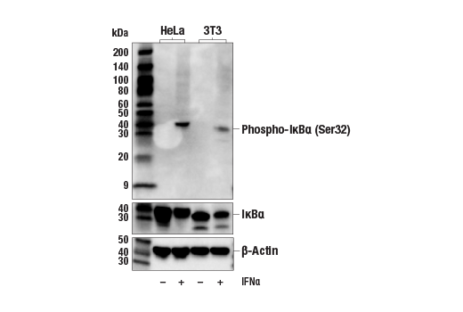 undefined Image 4: PhosphoPlus<sup>®</sup> IκBα (Ser32/Ser36) Antibody Duet