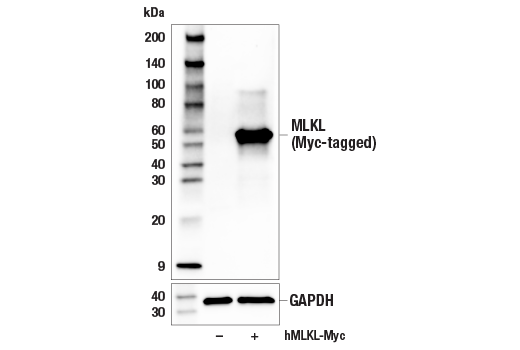 Western Blotting Image 2: MLKL (E7V4W) Mouse mAb (BSA and Azide Free)