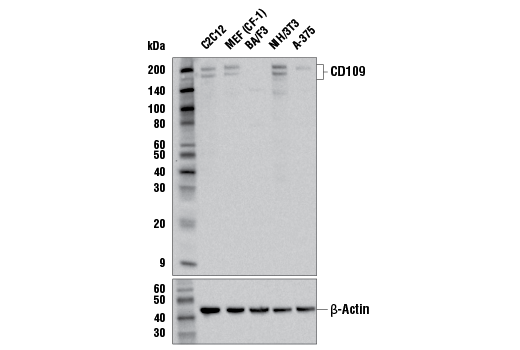 Western Blotting Image 2: CD109 (E4I2V) Rabbit mAb