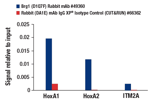 undefined Image 37: BAF Complex Antibody Sampler Kit II
