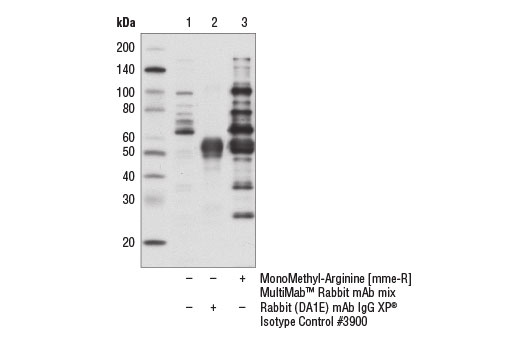 Immunoprecipitation Image 1: Mono-Methyl Arginine [mme-R] MultiMab<sup>® </sup> Rabbit mAb mix