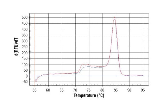 Chromatin Immunoprecipitation Image 1: SimpleChIP<sup>®</sup> Human EGR1 Promoter Primers