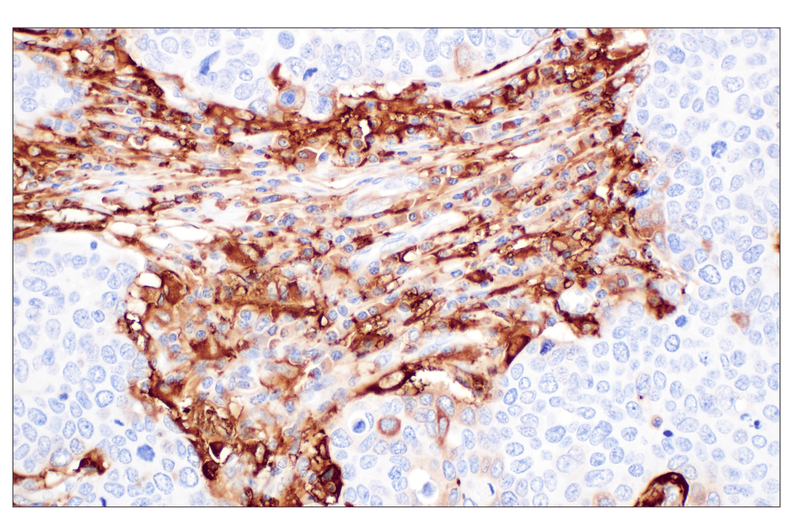 Immunohistochemistry Image 2: FTL (F9O4I) Rabbit mAb
