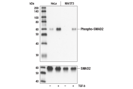 SMAD2/3 Antibody Sampler Kit: Image 1