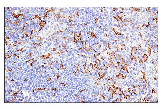 Immunohistochemistry Image 2: Iba1/AIF-1 (E4O4W) XP<sup>®</sup> Rabbit mAb (BSA and Azide Free)