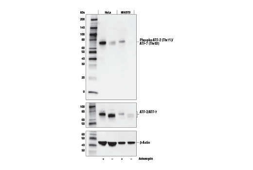 Western Blotting Image 1: Phospho-ATF-2 (Thr71)/ATF-7 (Thr53) (E4A5G) XP<sup>®</sup> Rabbit mAb