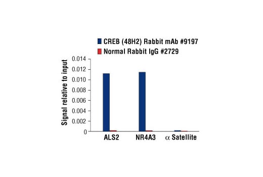 undefined Image 21: PhosphoPlus<sup>®</sup> CREB (Ser133) Antibody Duet