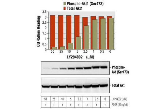 ELISA Image 1: PathScan<sup>®</sup> Total Akt1 Sandwich ELISA Kit