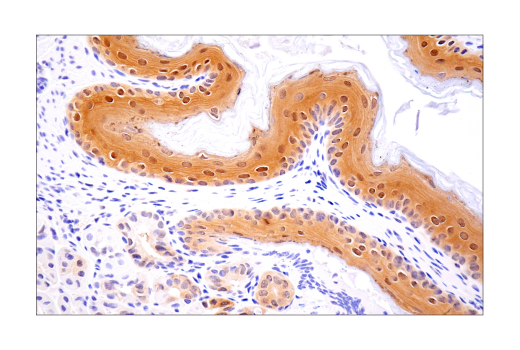 Immunohistochemistry Image 2: ASC/TMS1 (D2W8U) Rabbit mAb