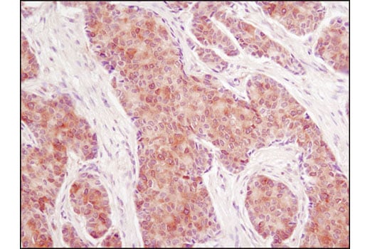 Immunohistochemistry Image 1: CACYBP (D43G11) Rabbit mAb