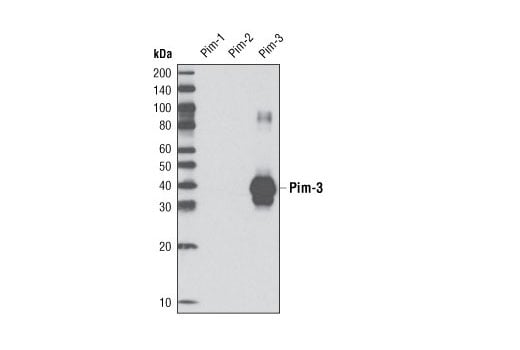 undefined Image 6: Pim Kinase Antibody Sampler Kit