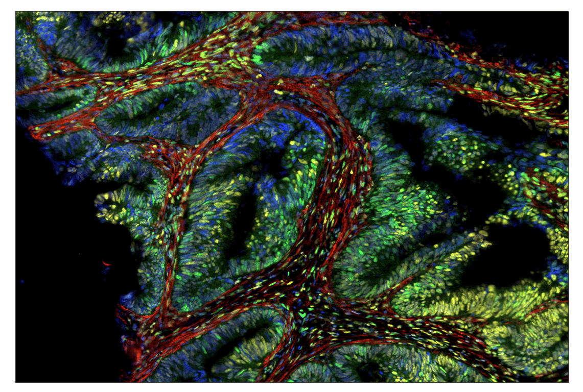 Immunohistochemistry Image 1: Phospho-CREB (Ser133) (87G3) & CO-0125-488 SignalStar<sup>™</sup> Oligo-Antibody Pair