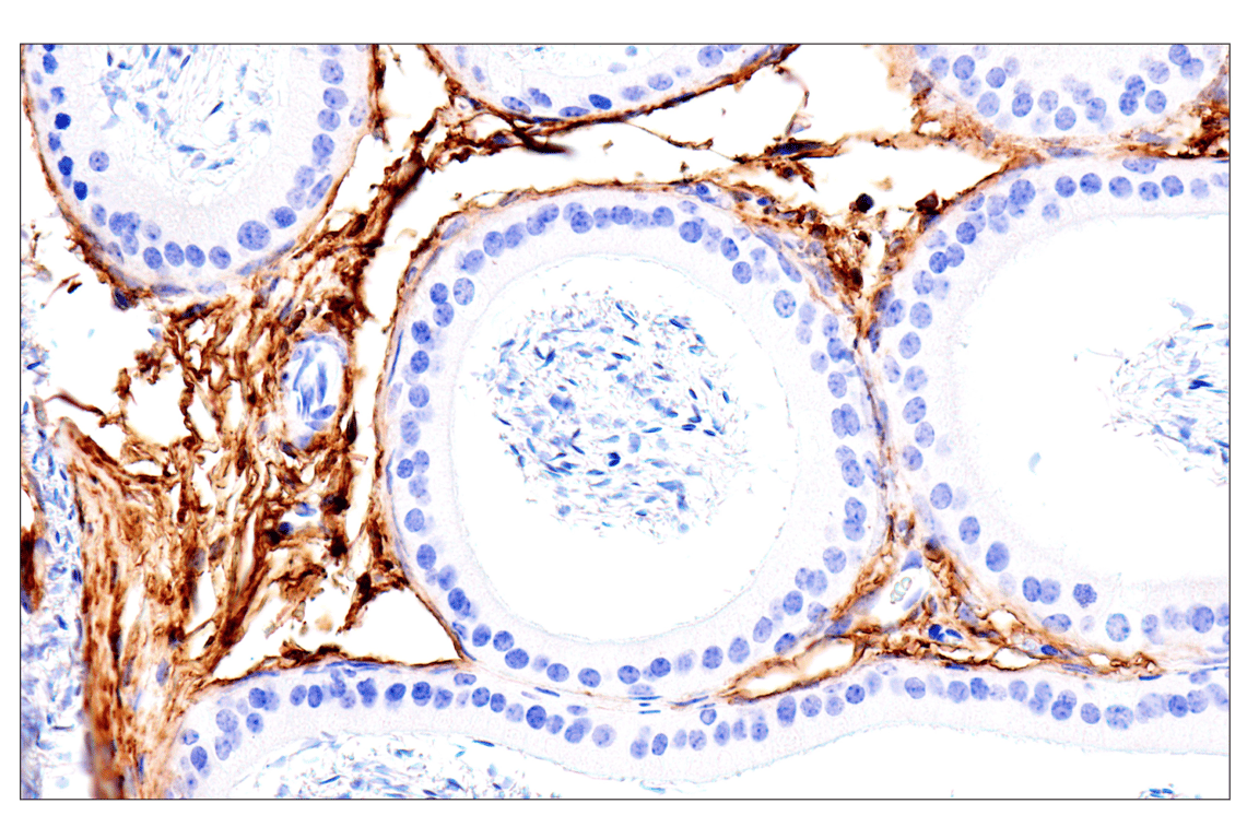 Immunohistochemistry Image 6: DPEP-1/MDP (E5H7T) Rabbit mAb