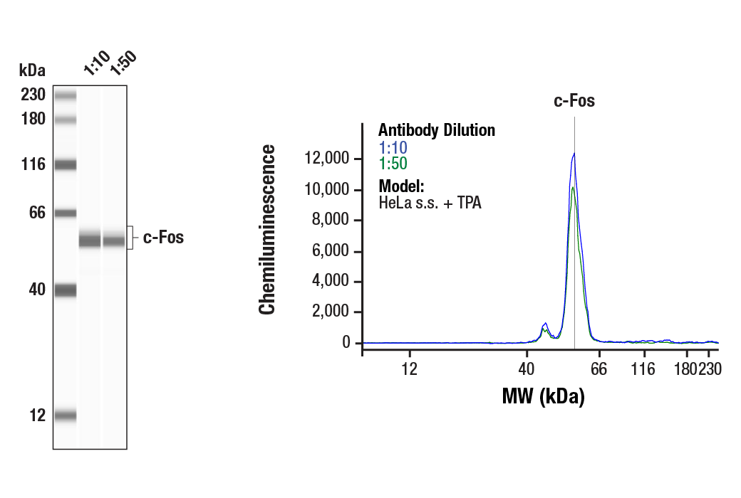 Western Blotting Image 1: c-Fos (E2I7R) XP<sup>®</sup> Rabbit mAb