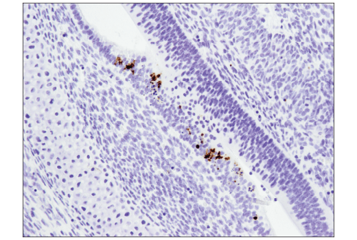 undefined Image 36: Tau Mouse Model Neuronal Viability IF Antibody Sampler Kit