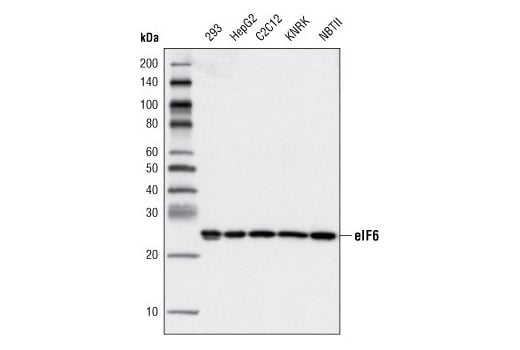 Western Blotting Image 1: eIF6 (D16E9) XP<sup>®</sup> Rabbit mAb