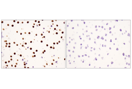 Immunohistochemistry Image 5: CD16 (D1N9L) Rabbit mAb (BSA and Azide Free)