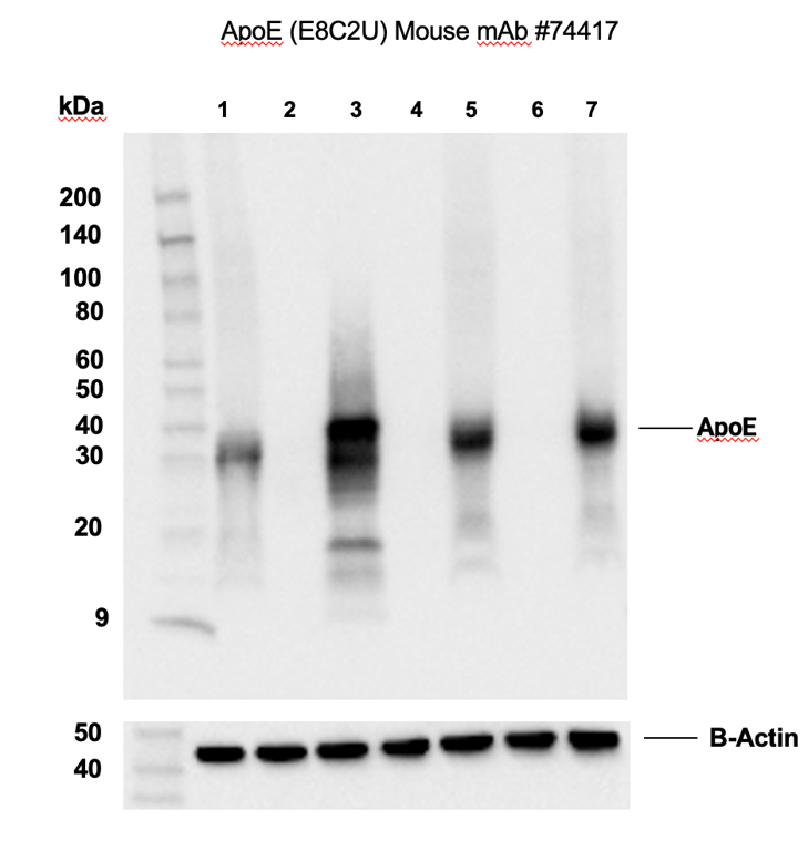 Western Blotting Image 2: ApoE (pan) (E8C2U) Mouse mAb (BSA and Azide Free)