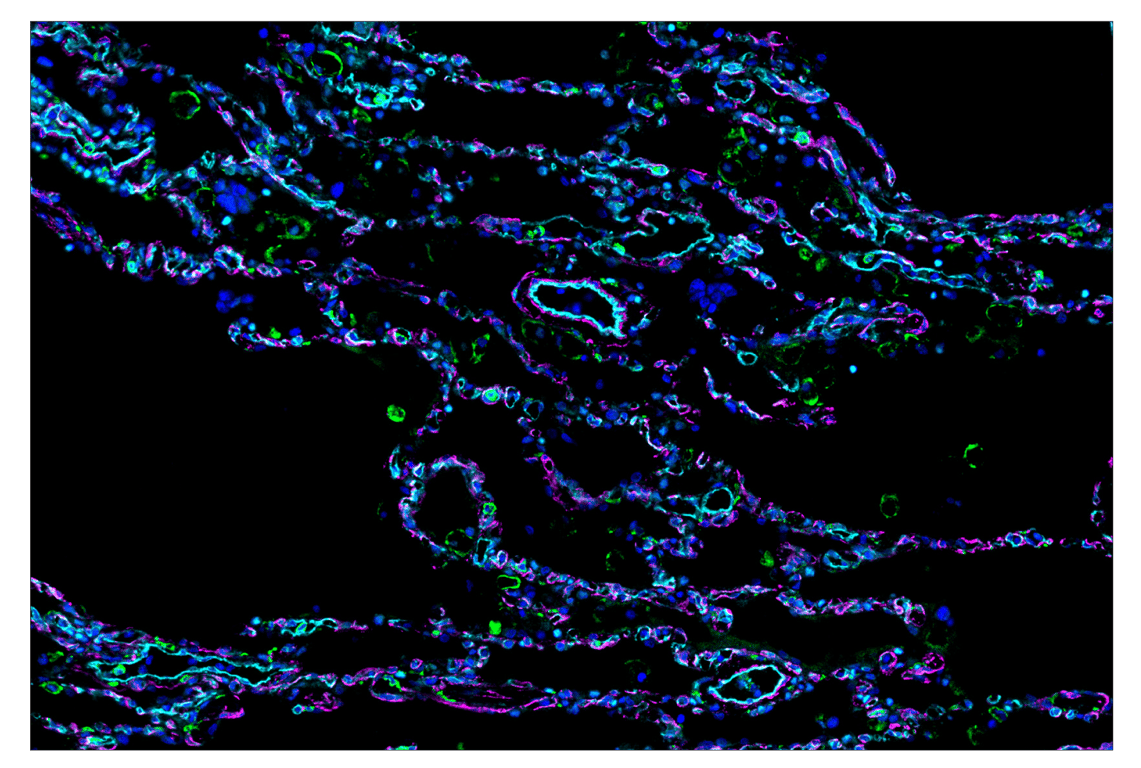 Immunohistochemistry Image 1: CD141/Thrombomodulin (E7Y9P) & CO-0088-647 SignalStar<sup>™</sup> Oligo-Antibody Pair