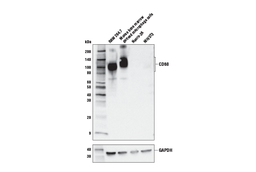 Western Blotting Image 1: CD68 (E3O7V) Rabbit mAb