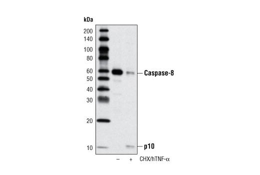 Western Blotting Image 3: Caspase-8 (D35G2) Rabbit mAb