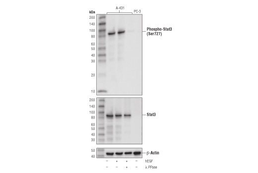 Western Blotting Image 2: Phospho-Stat3 (Ser727) (D8C2Z) Rabbit mAb