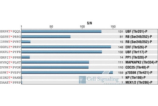 E Image 1: Phospho-MAPK Substrates (PXTP) (46G11) Rabbit mAb
