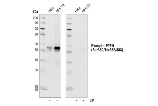 Western Blotting Image 1: Phospho-PTEN (Ser380/Thr382/383) (44A7) Rabbit mAb