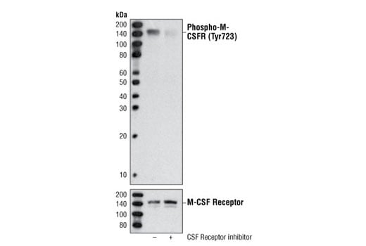 Western Blotting Image 2: Phospho-CSF-1R/M-CSF-R (Tyr723) (49C10) Rabbit mAb