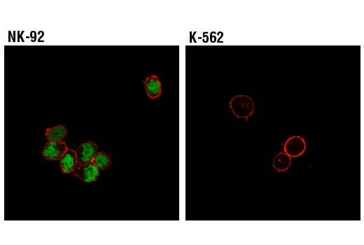 Immunofluorescence Image 1: T-Bet/TBX21 (D6N8B) XP<sup>®</sup> Rabbit mAb (Alexa Fluor<sup>®</sup> 488 Conjugate)