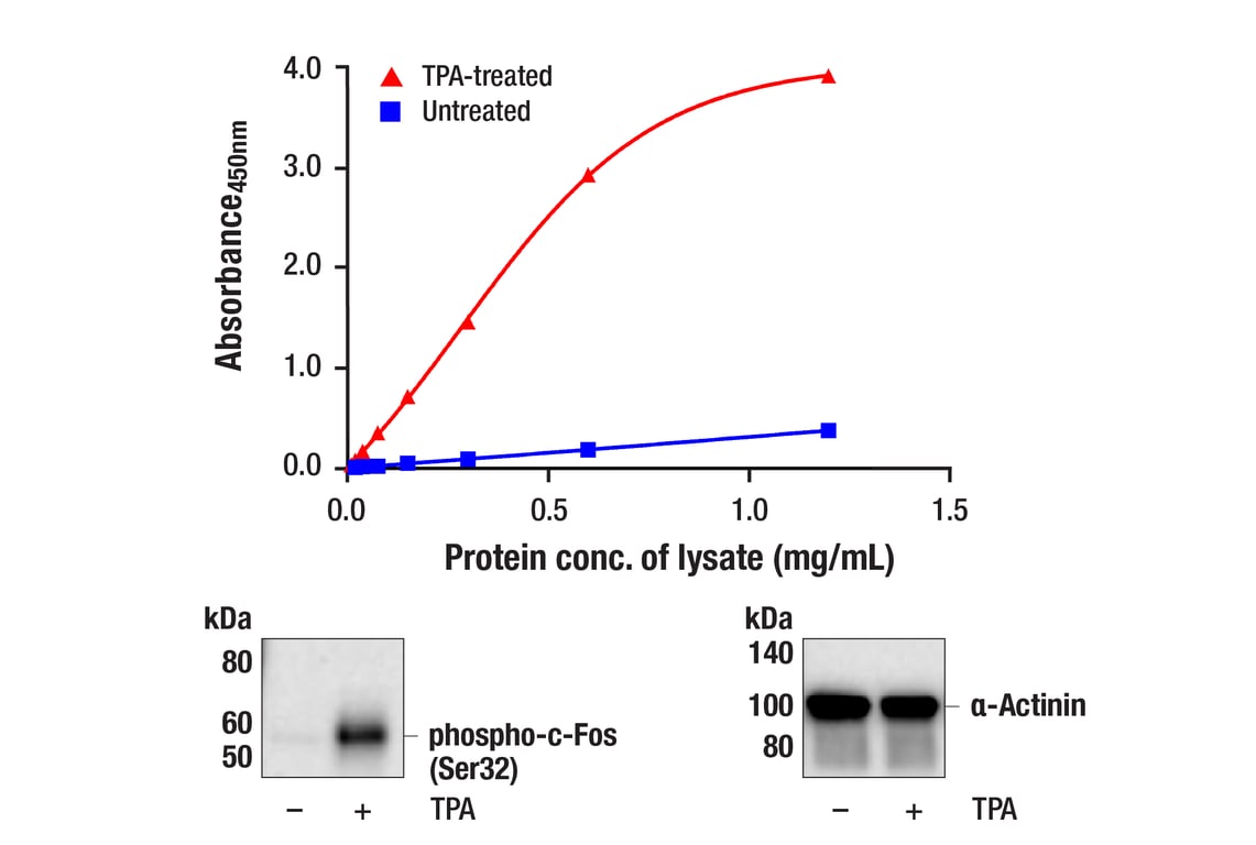 ELISA Image 1: PathScan<sup>®</sup> RP Phospho-c-Fos (Ser32) Sandwich ELISA Kit