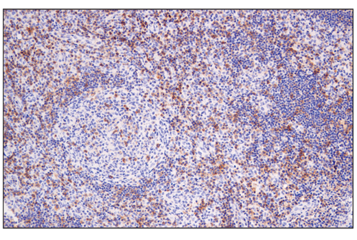 Immunohistochemistry Image 3: Semaphorin-4D/CD100 (E5C3B) XP<sup>®</sup> Rabbit mAb