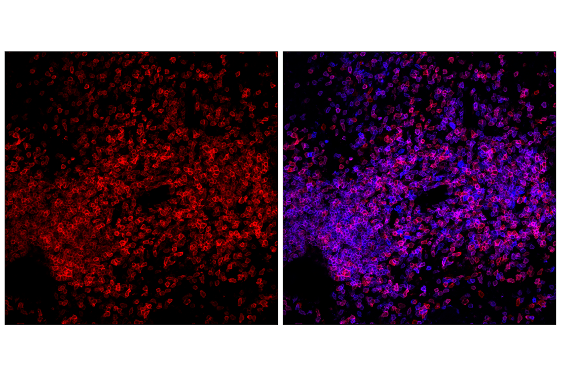 Immunofluorescence Image 2: CD27 (F3R2V) Rabbit mAb