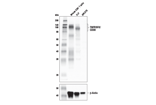 Western Blotting Image 3: TNFRSF8/CD30 (E4L4I) XP<sup>®</sup> Rabbit mAb