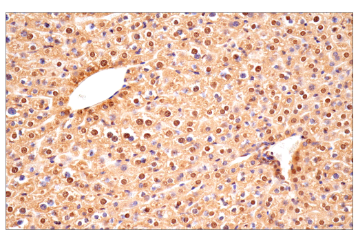 Immunohistochemistry Image 13: Ubiquitin (E6K4Y) XP<sup>®</sup> Rabbit mAb