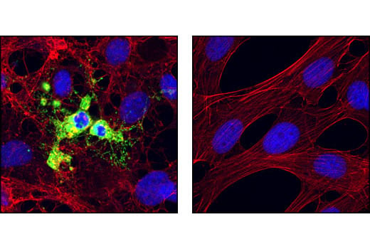 Immunofluorescence Image 1: Cleaved Caspase-9 (Asp353) Antibody