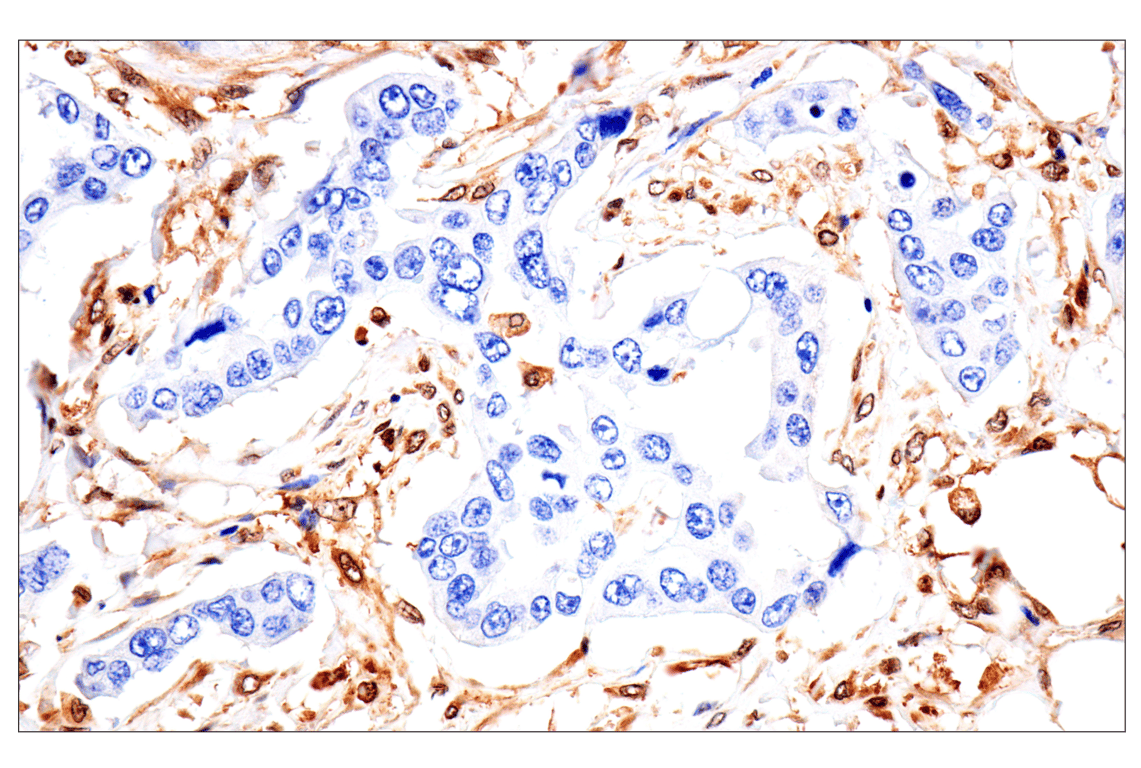 Immunohistochemistry Image 6: MTAP (E5R1I) Rabbit mAb (BSA and Azide Free)
