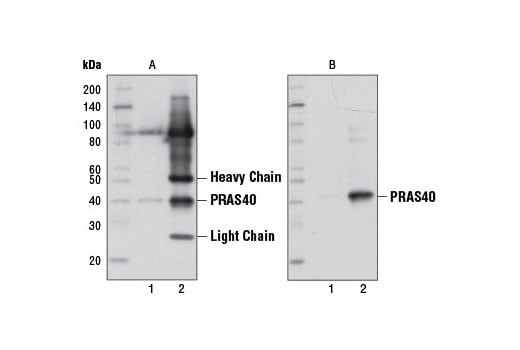 Western Blotting Image 1: Mouse Anti-rabbit IgG (Conformation Specific) (L27A9) mAb (HRP Conjugate)