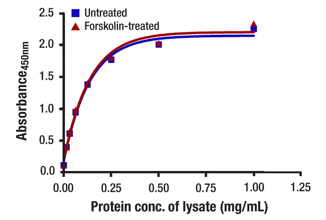 ELISA Image 1: β-Catenin (L54E2) Mouse mAb (BSA and Azide Free)