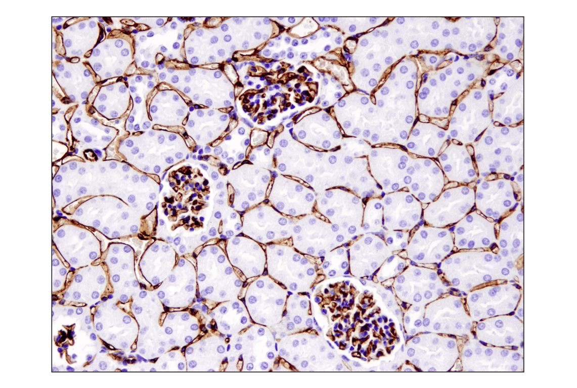 Immunohistochemistry Image 1: CD31 (PECAM-1) (D8V9E) XP<sup>®</sup> Rabbit mAb