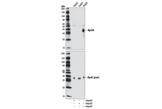 Western Blotting Image 1: ApoE4 (4E4) Mouse mAb (BSA and Azide Free)