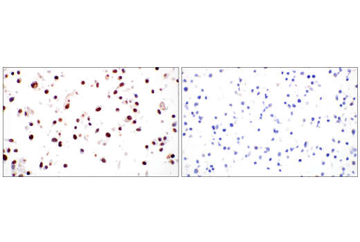 Immunohistochemistry Image 7: C/EBPβ (E2K1U) Rabbit mAb (BSA and Azide Free)