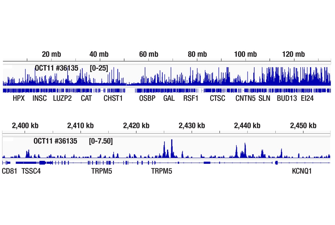 Chromatin Immunoprecipitation Image 2: POU2F3 (E5N2D) XP<sup>®</sup> Rabbit mAb