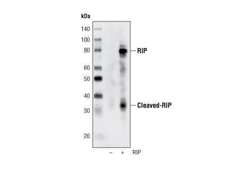 undefined Image 4: Apoptosis/Necroptosis Antibody Sampler Kit