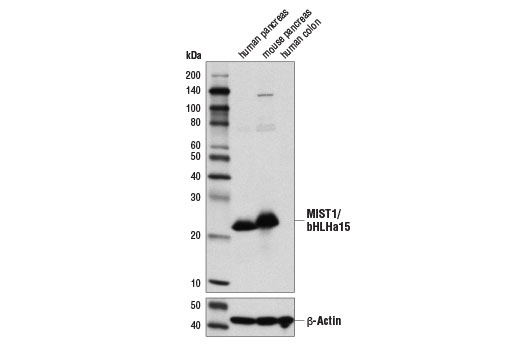 Western Blotting Image 1: MIST1/bHLHa15 (D7N4B) XP<sup>®</sup> Rabbit mAb