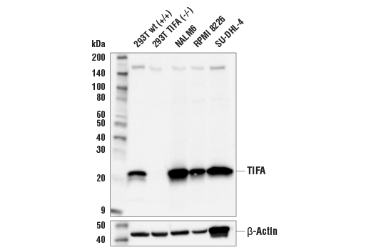 Western Blotting Image 1: TIFA (E9W1L) Rabbit mAb