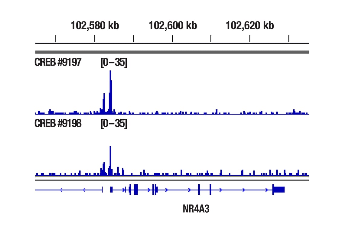 undefined Image 44: Cannabinoid Receptor 1 Downstream Signaling Antibody Sampler Kit