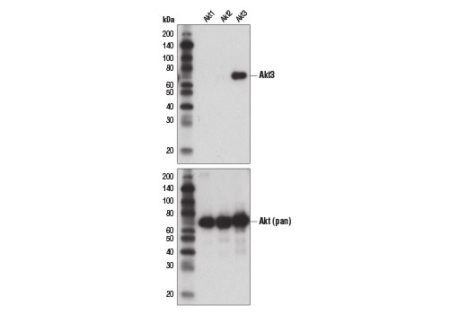 Western Blotting Image 2: Akt3 (E1Z3W) Rabbit mAb